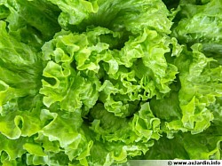 Salade
